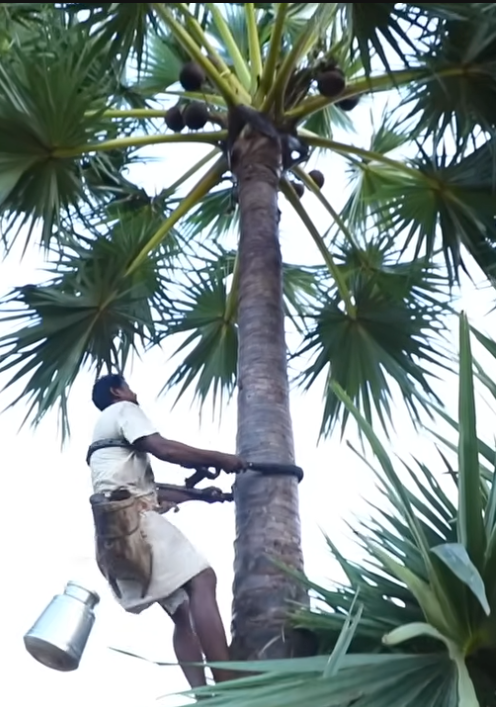Toddy ban - impact