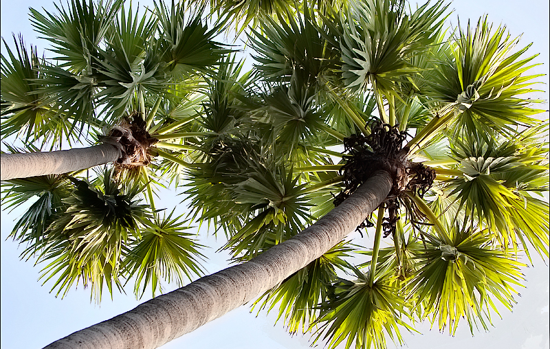 Palmyra Trees