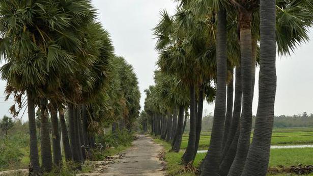 Palm Trees