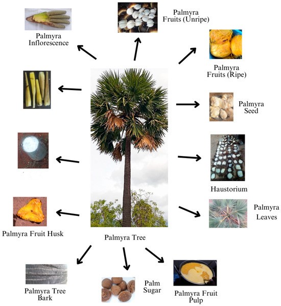 Palm Products Overview